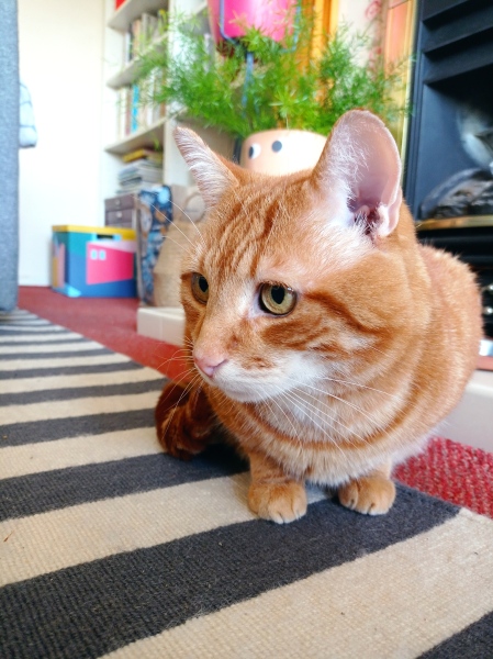 Dry cat food for dental health recommendations 