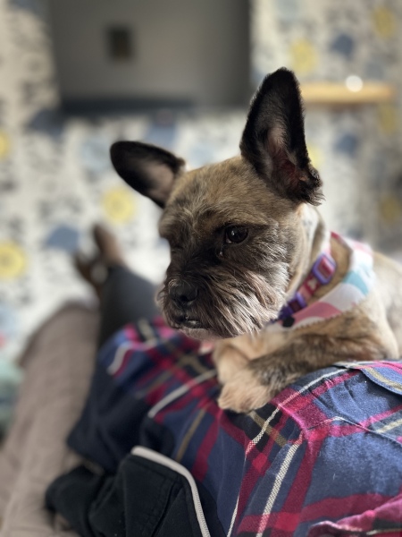 Puppy Survival Thread - as we approach Fireworks night for the first time…