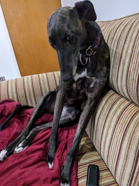 I have an appointment to view a greyhound today at the animal sanctuary. Wish me luck.