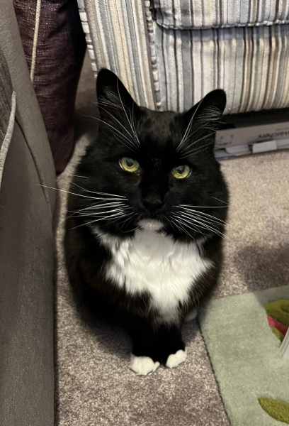 Can we have a cat photo thread ? I’m thinking of getting a cat 