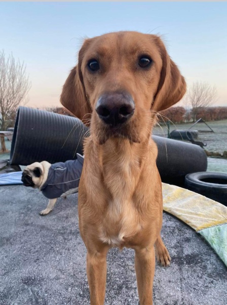 Anyone want to show me a photo of their dog ? 