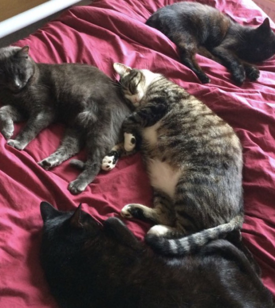 Can we have a cat photo thread ? I’m thinking of getting a cat 