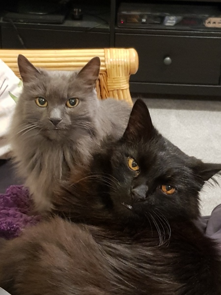 Hundreds of cats, thousands of cats, millions and billions and trillions of cats