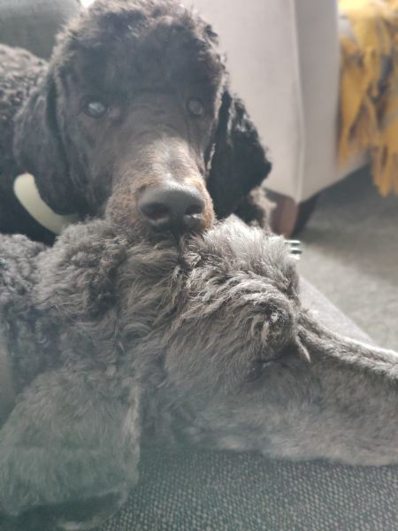 What size poodle?