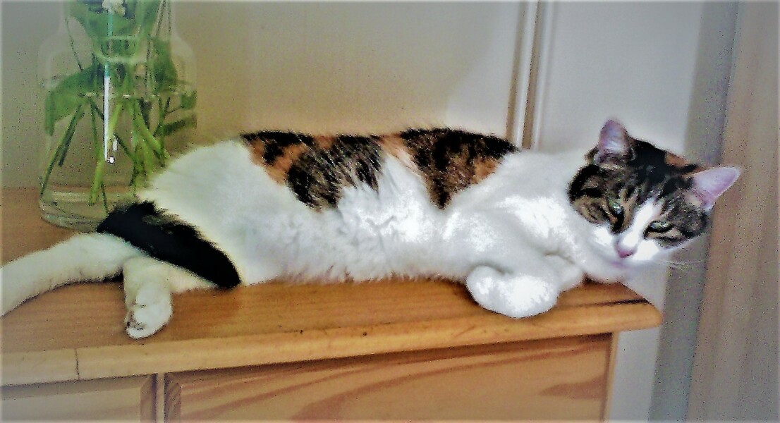 Hundreds of cats, thousands of cats, millions and billions and trillions of cats