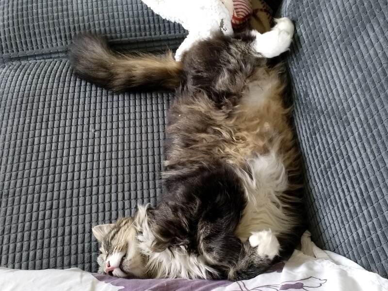 Can we have a cat photo thread ? I’m thinking of getting a cat 