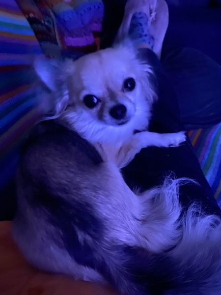 Chihuahua owners here! 