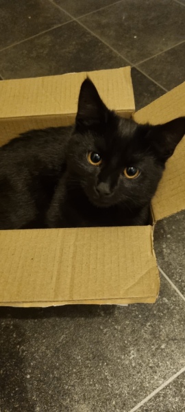 To ask to see your pets? 