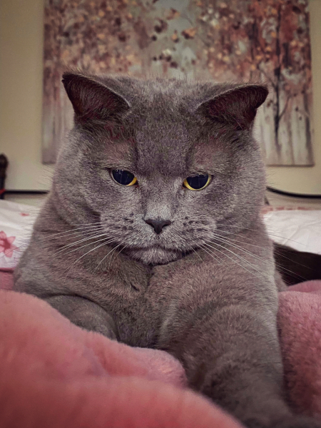 Can we have a cat photo thread ? I’m thinking of getting a cat 