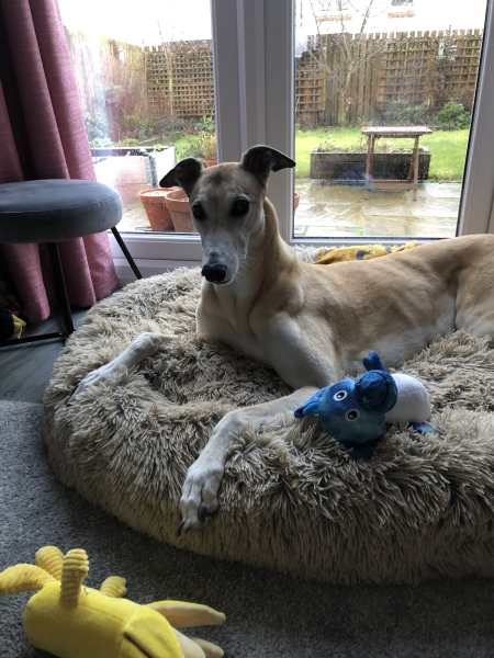 I have an appointment to view a greyhound today at the animal sanctuary. Wish me luck.