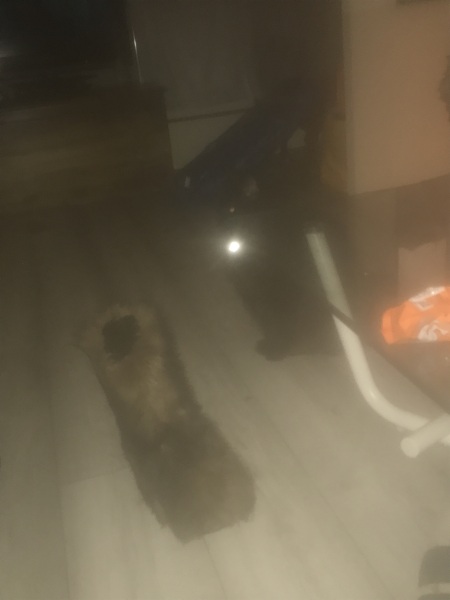 Hundreds of cats, thousands of cats, millions and billions and trillions of cats