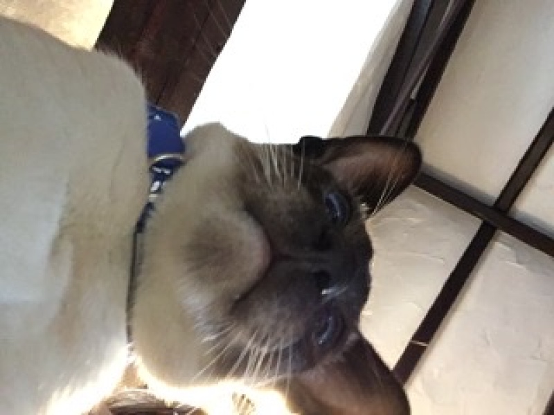 Best cat toys to keep indoor cat amused please 