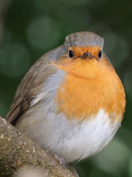 Thread 44 GCSE Covid Cohort - Countdown to Christmas & New Year 