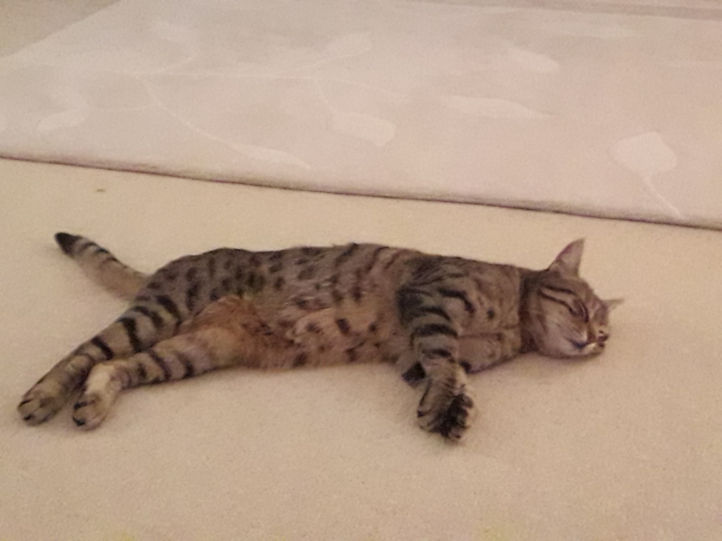 Bengals