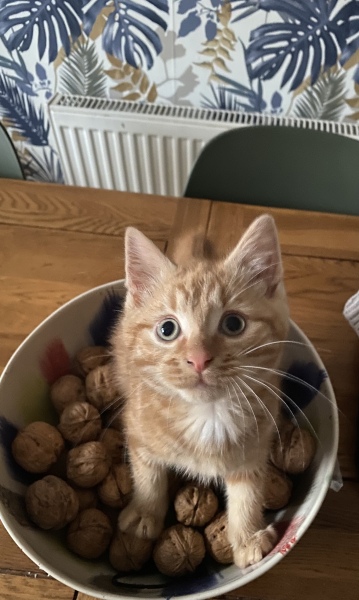 Couple of kitten questions