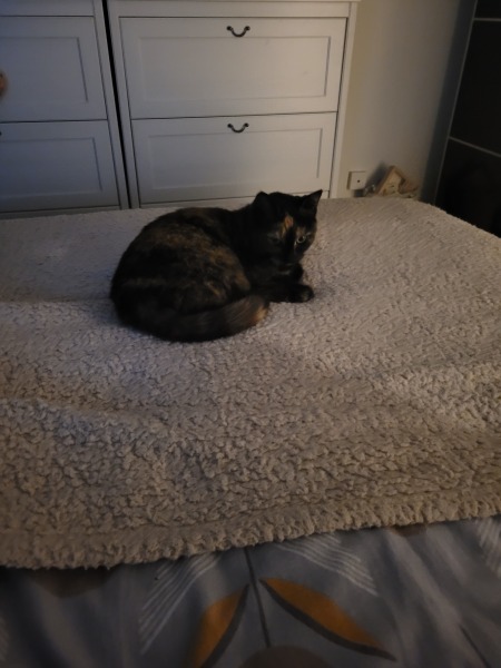New cat