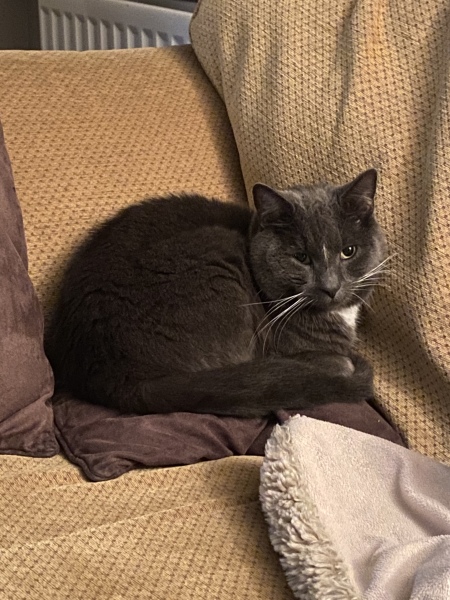 To ask to see your pets? 