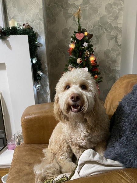 Anyone want to show me a photo of their dog ? 
