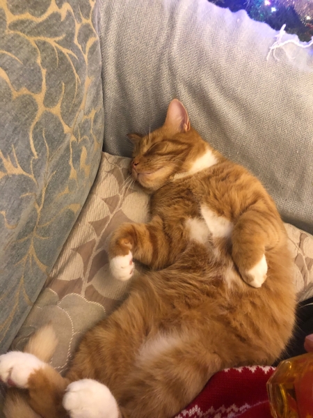 Can we have a cat photo thread ? I’m thinking of getting a cat 