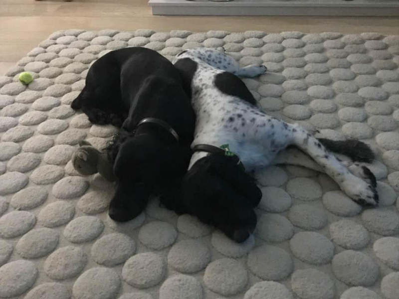 do all show cockers have the personality of a tea towel