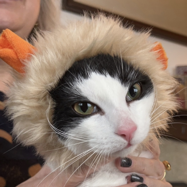 Can we have a cat photo thread ? I’m thinking of getting a cat 