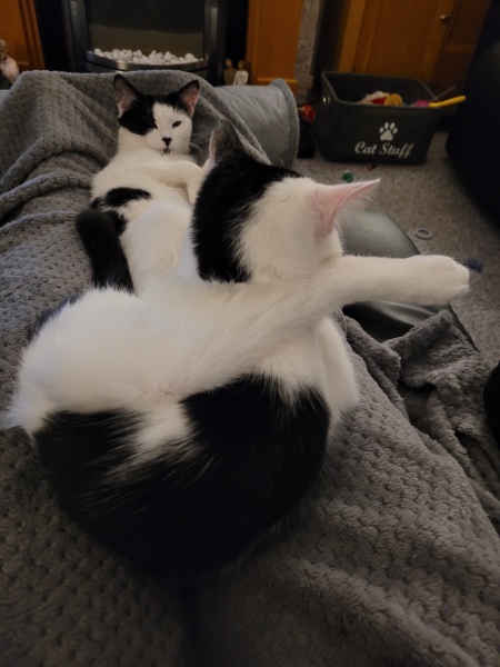 Can we have a cat photo thread ? I’m thinking of getting a cat 