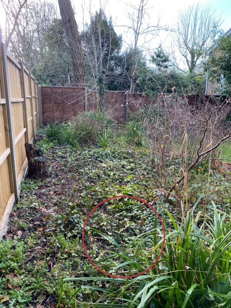 Hornbeam, Holm oak or black walnut?