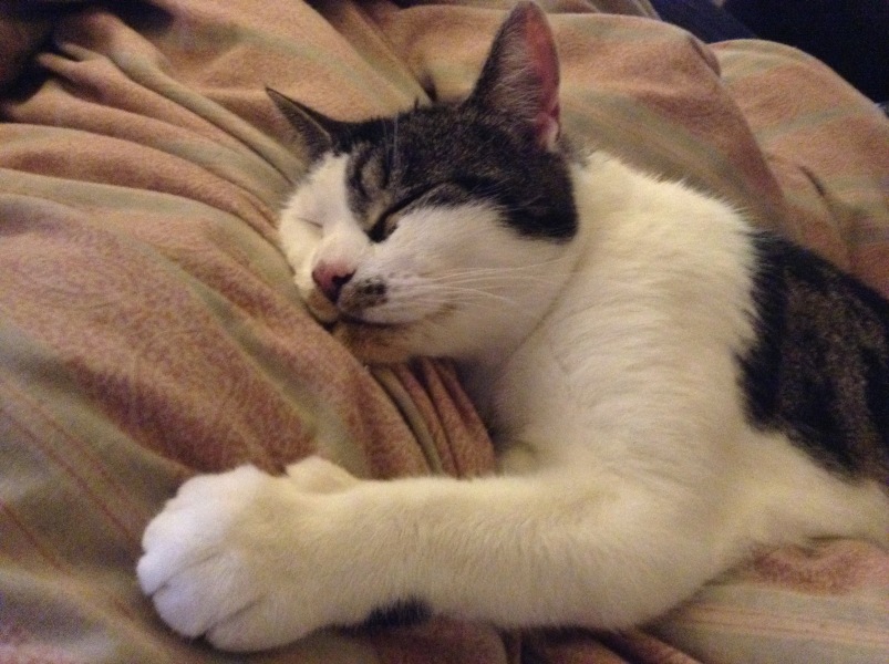 Can we have a cat photo thread ? I’m thinking of getting a cat 