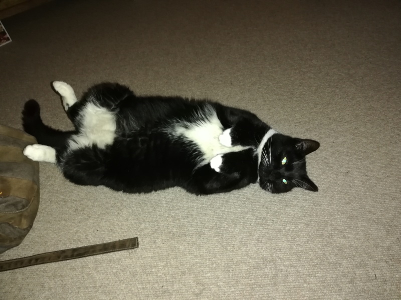 Fat cat pinching ndn food
