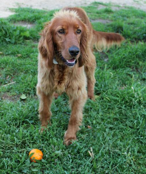 Honest opinions re Red setters