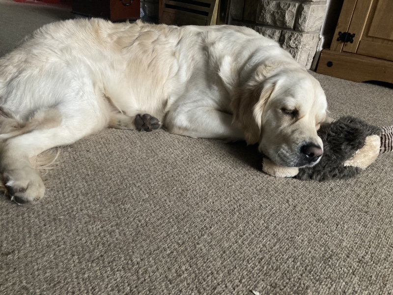 Anyone want to show me a photo of their dog ? 