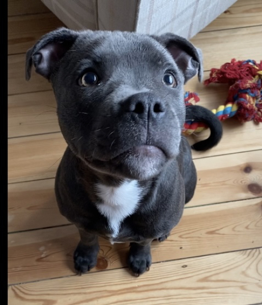 Anyone want to show me a photo of their dog ? 