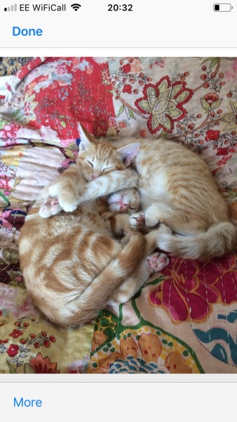 Can we have a cat photo thread ? I’m thinking of getting a cat 