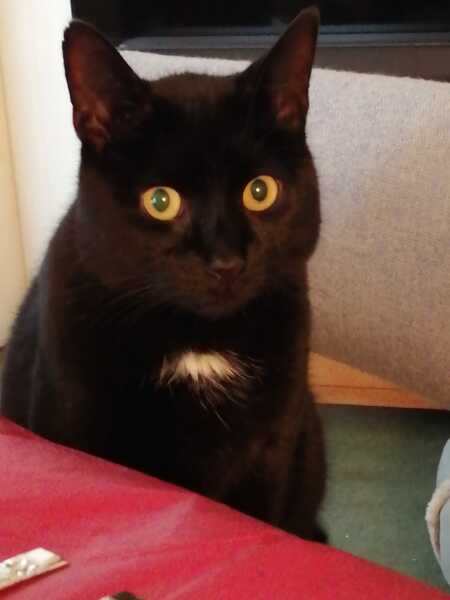 To ask to see your pets? 
