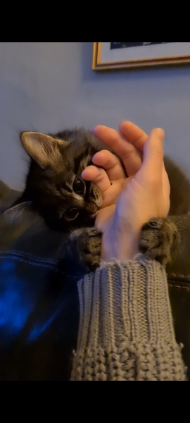 Bitey scratchy kitten-any tips?!