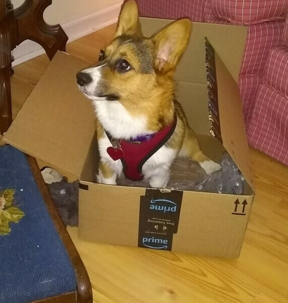 Anyone want to show me a photo of their dog ? 