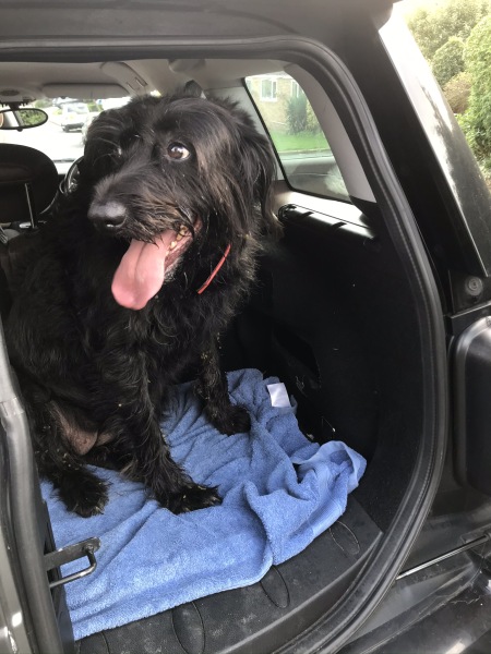Anyone want to show me a photo of their dog ? 