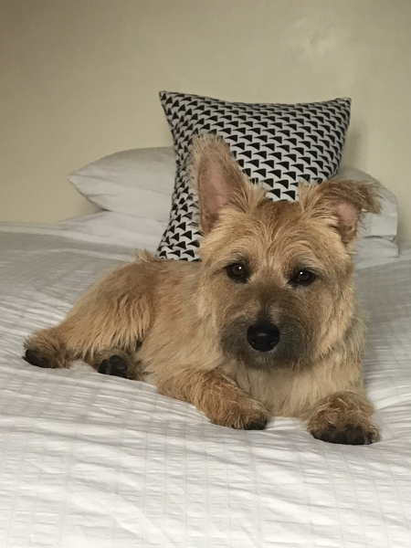 Does anyone have a Norfolk terrier? 