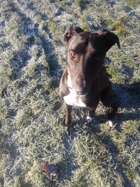 I have an appointment to view a greyhound today at the animal sanctuary. Wish me luck.