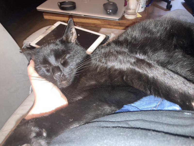 Very happy new kitten slave