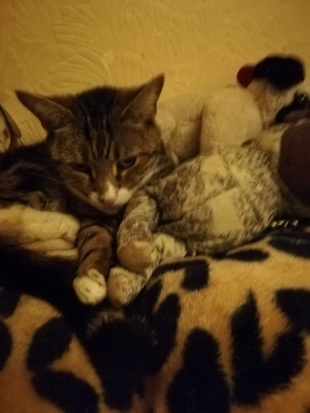 Cat with irregular heartbeat due to have dental surgery tomorrow 