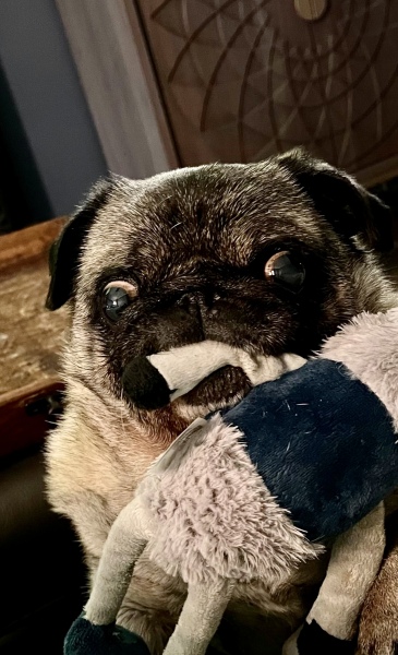 Anyone want to show me a photo of their dog ? 