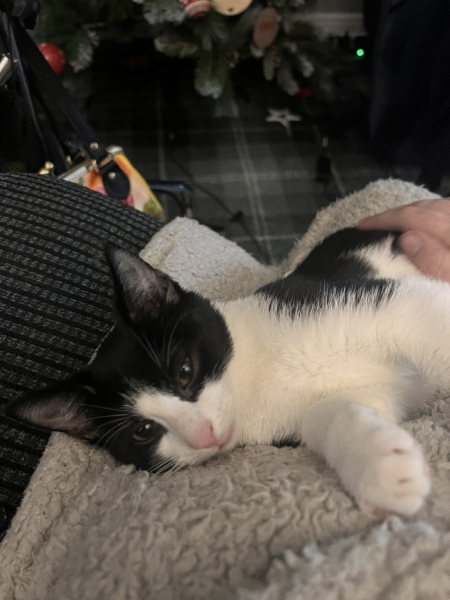 New cat