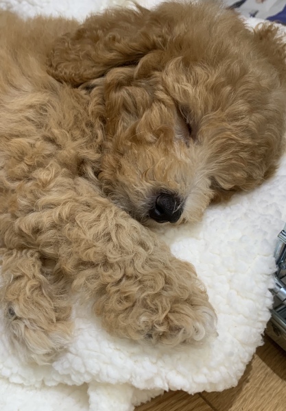 Anyone want to show me a photo of their dog ? 