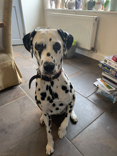 How much does your dog shed? I can't figure out how mine isn't bald by now.