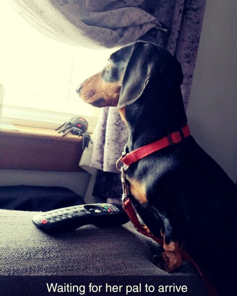 What can anyone tell me about daschunds?