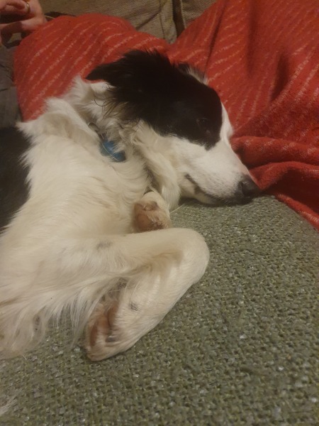 Anyone want to show me a photo of their dog ? 