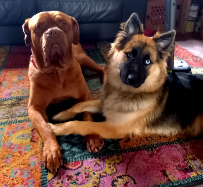 To ask you to help me choose a dog breed? 
