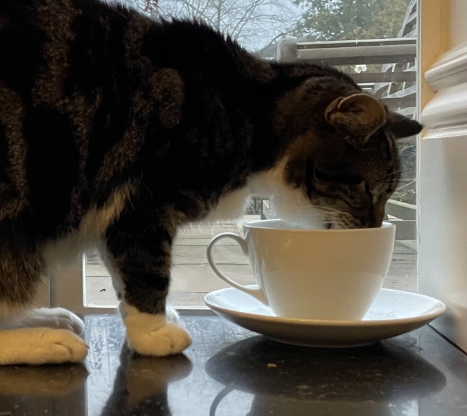 Can we have a cat photo thread ? I’m thinking of getting a cat 