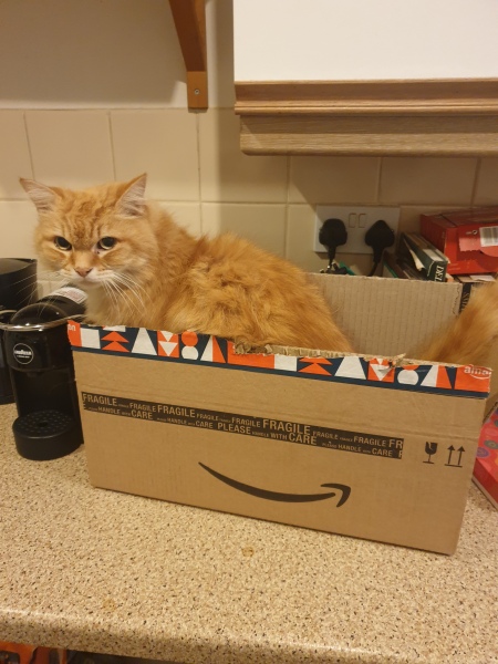 Can we have a cat photo thread ? I’m thinking of getting a cat 